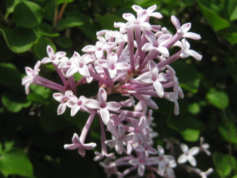 Syringa meyeri Palibin