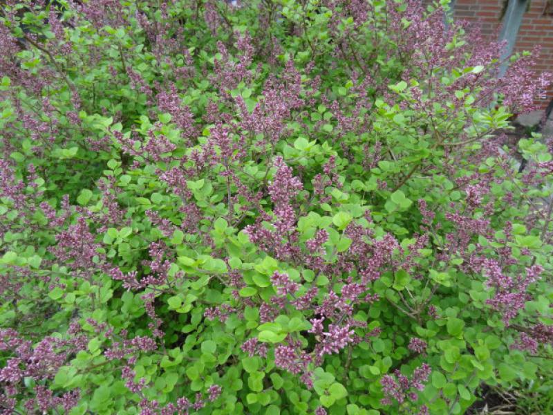 Syringa meyeri Palibin, Duftflieder