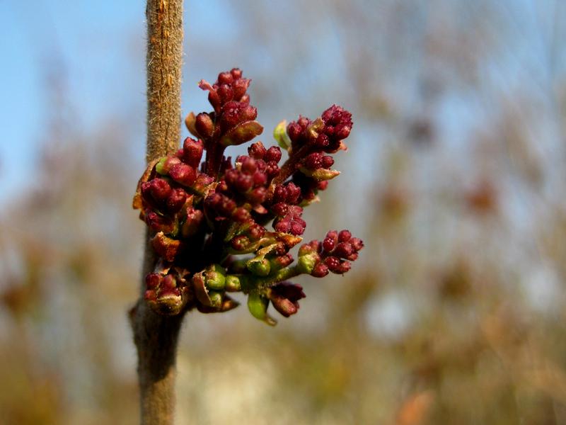 Rotviolette Knospen - Herbstflieder Superba