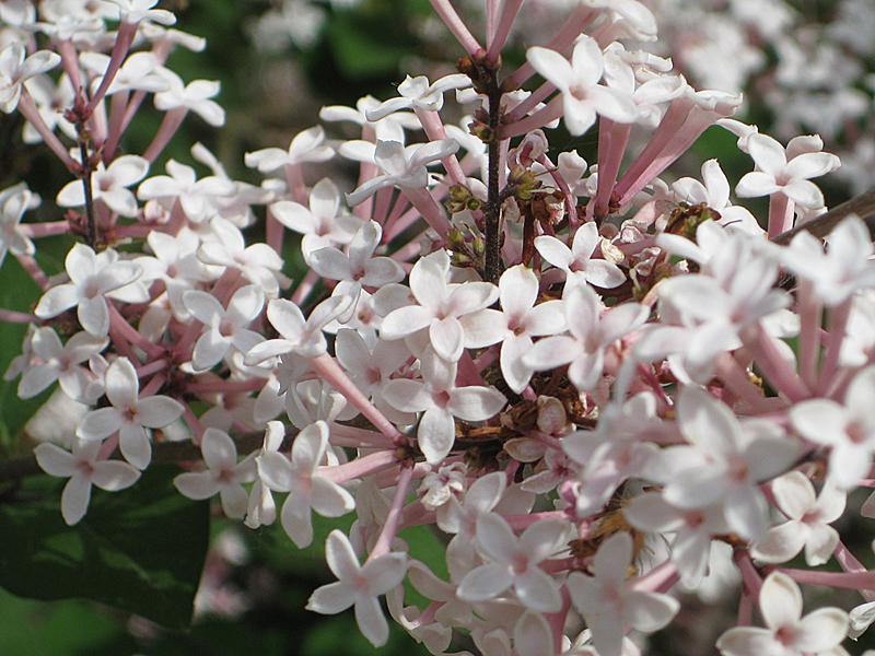 Kleinblättriger Herbstflieder Superba - rosa Blüten im Mai