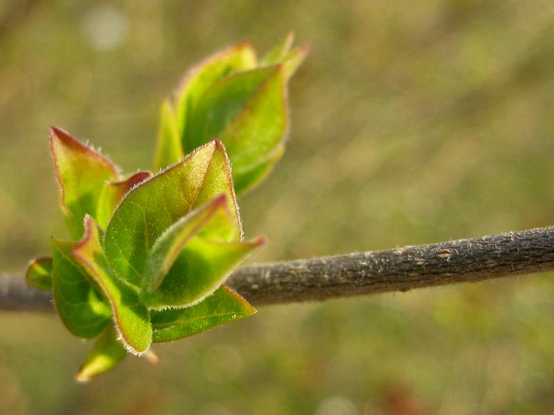 Rotgerandeter Austrieb des Herbstflieders Superba