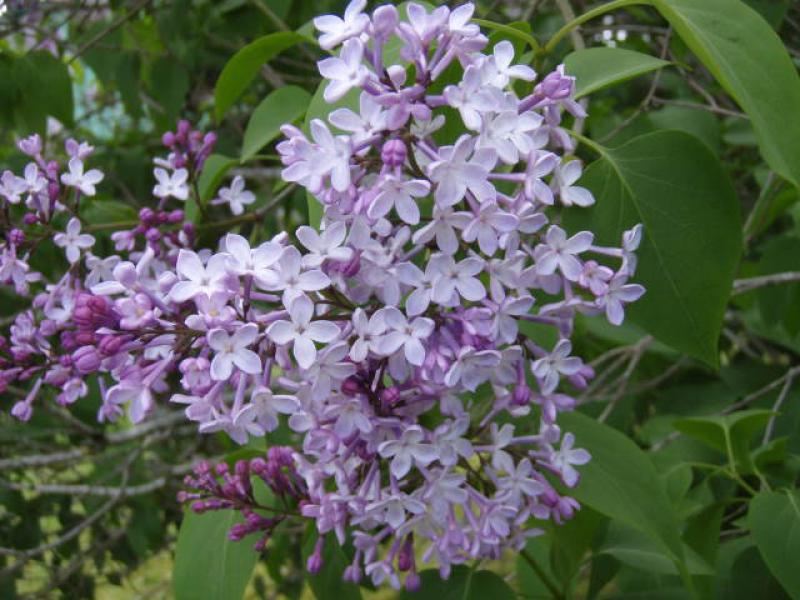 Syringa vulgaris in lila Blüte
