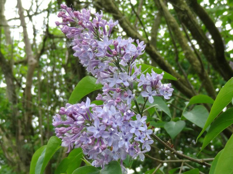 Der Syringa vulgaris mit lila Blütendolden im Frühjahr
