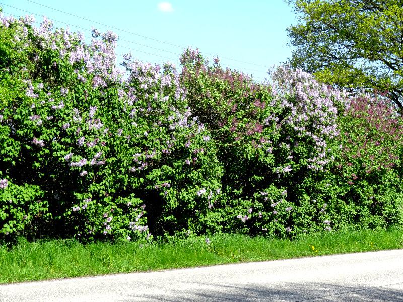 Der Gemeine Flieder - Syringa vulgaris in Verwendung