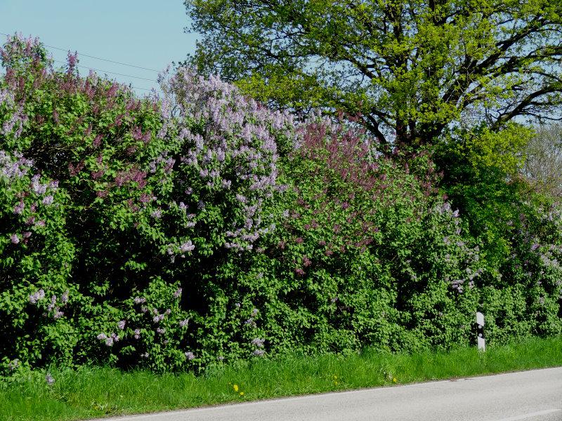 Zahlreiche Blüten schmücken den Syringa vulgaris im Sommer.