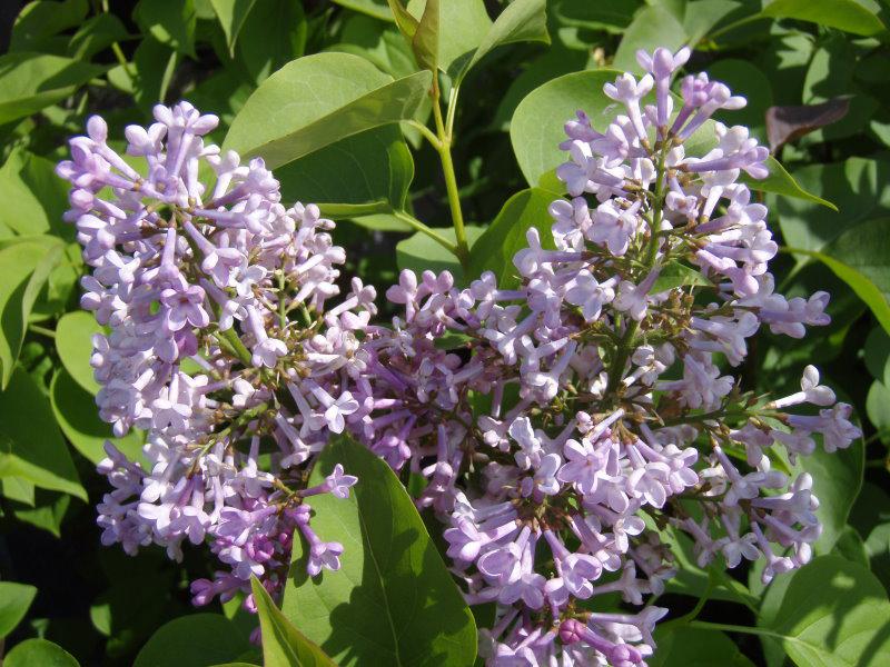 Angenehm duften die Blüten des Gemeinen Flieders.