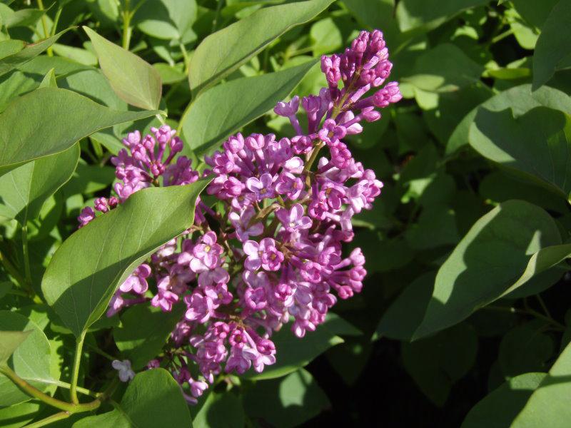 Das frische Grün des Laubes im schönen Kontrast mit der Blüte der Syringa vulgaris