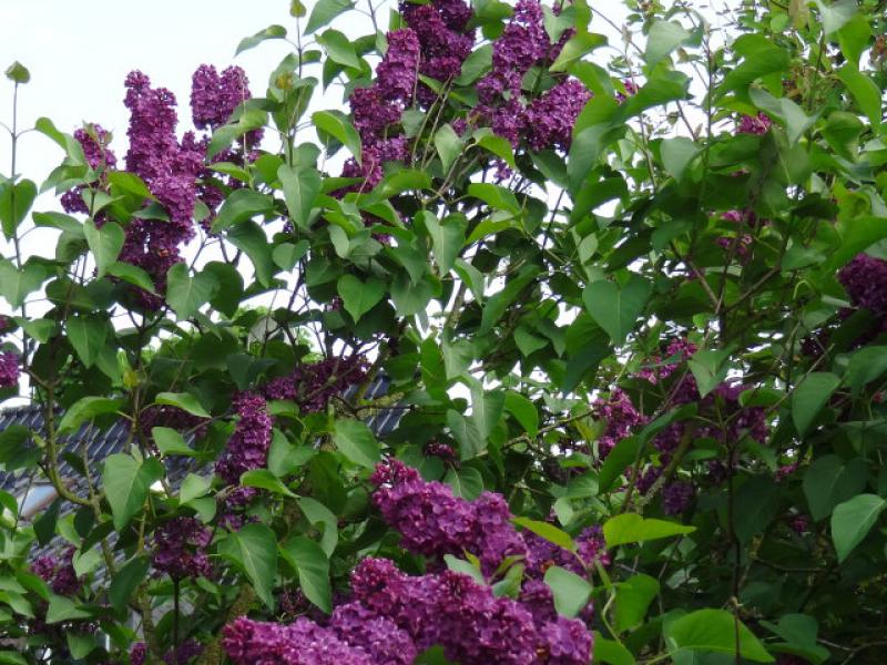 Syringa vulgaris Hybride Andenken an Ludwig Späth in voller Blüte