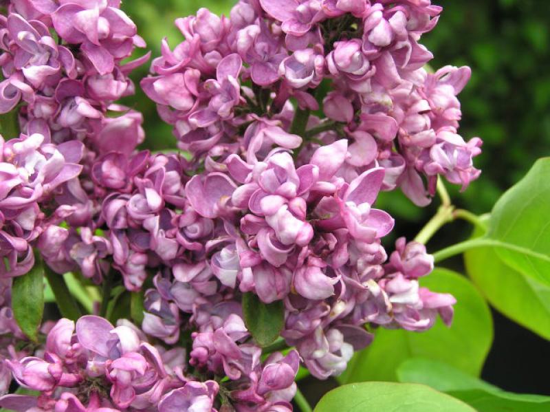 Edelflieder Charles Joly - gefüllte, violette Blüten