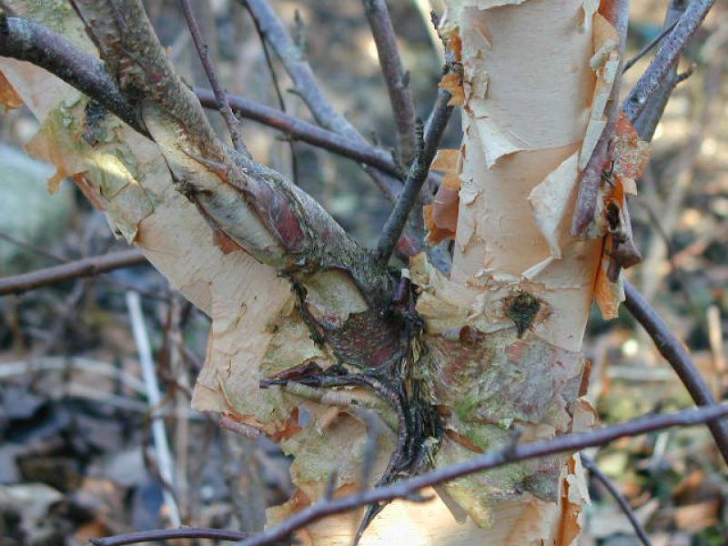 Betula nigra