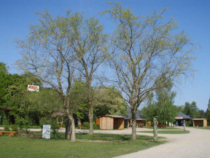 Betula nigra