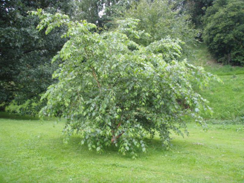 Betula nigra