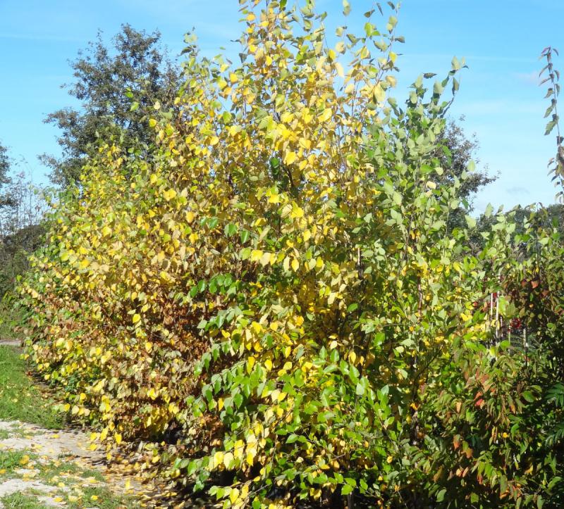 Betula nigra