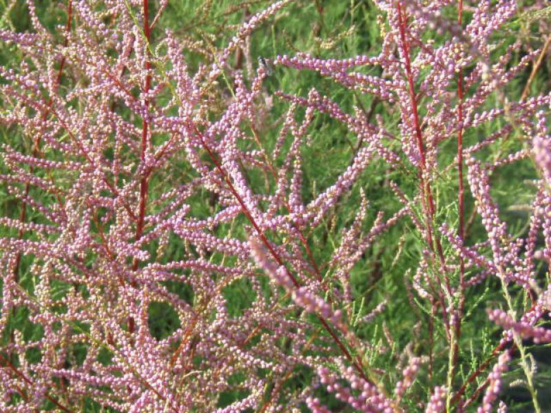 Tamarix pentandra in Blüte