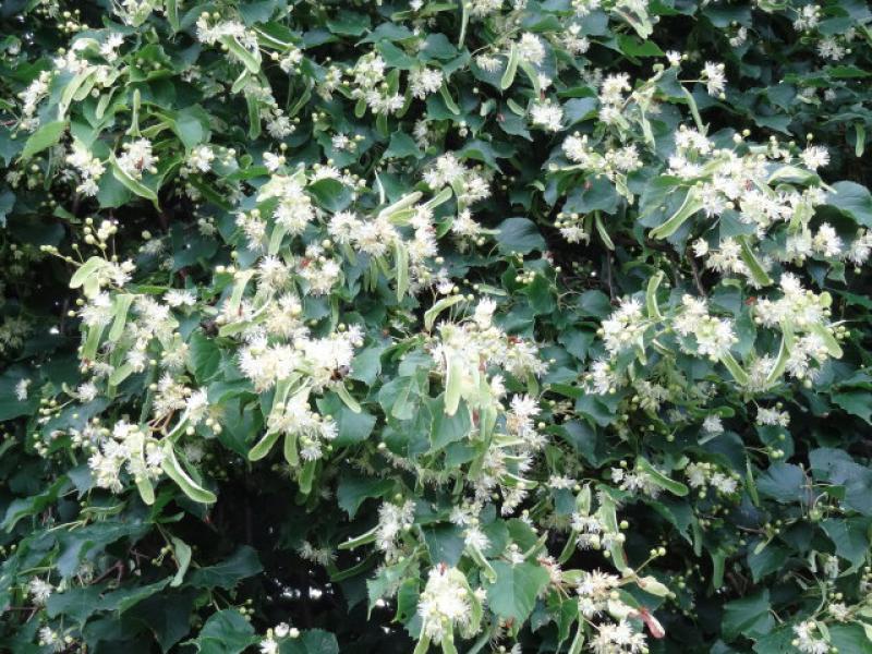 Blüten der Winterlinde