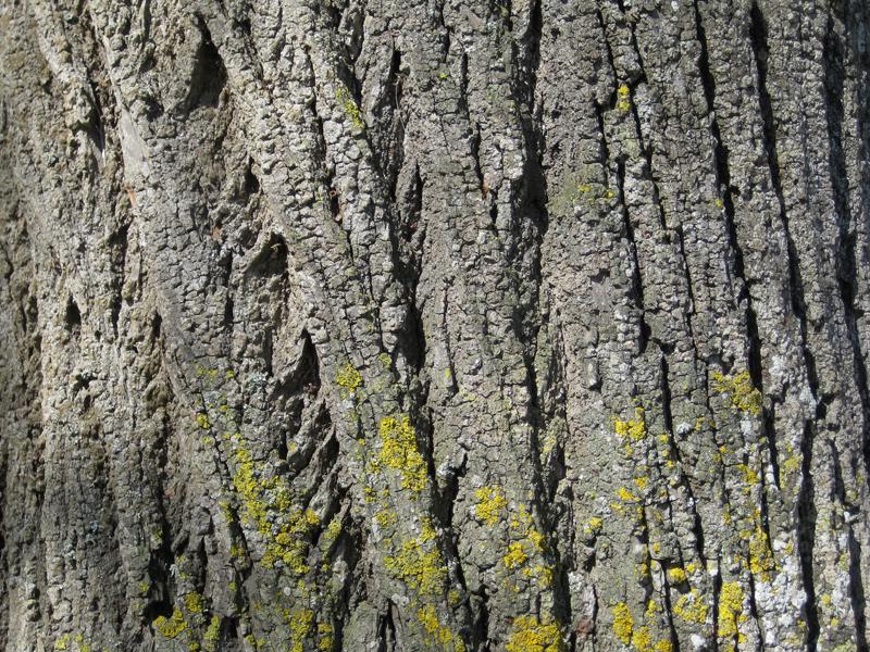 Tiefgefurchte Rinde der Winterlinde