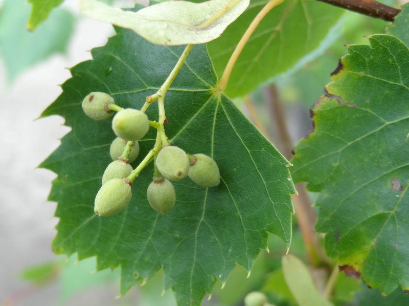 Frucht von Tilia mongolica