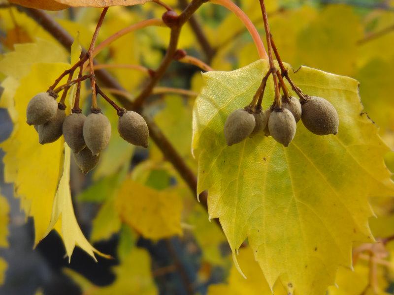 Zierde im Oktober bei Tilia mongolica: Herbstlaub & Früchte
