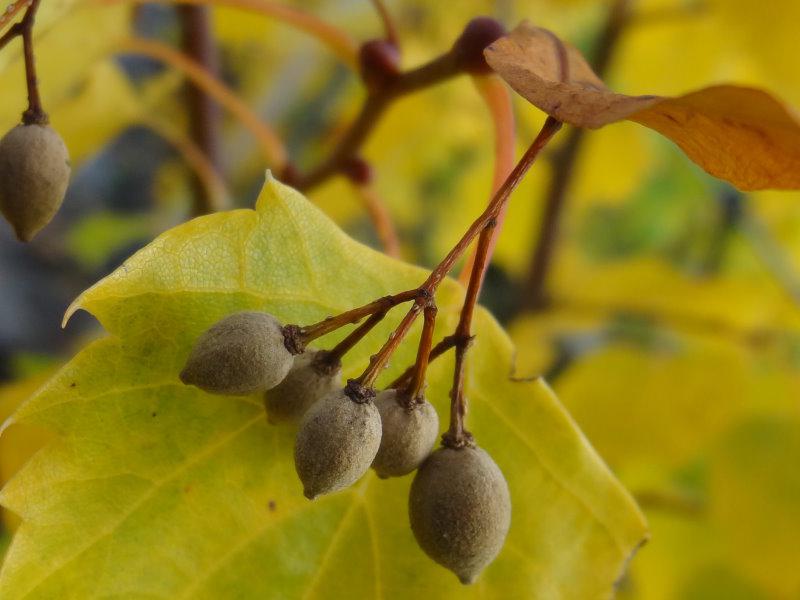 Tilia mongolica