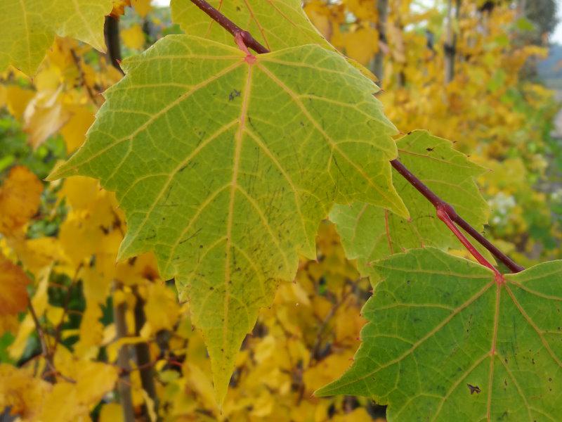 Schöne Blattstrukturen im Herbst bei Tilia mongolica