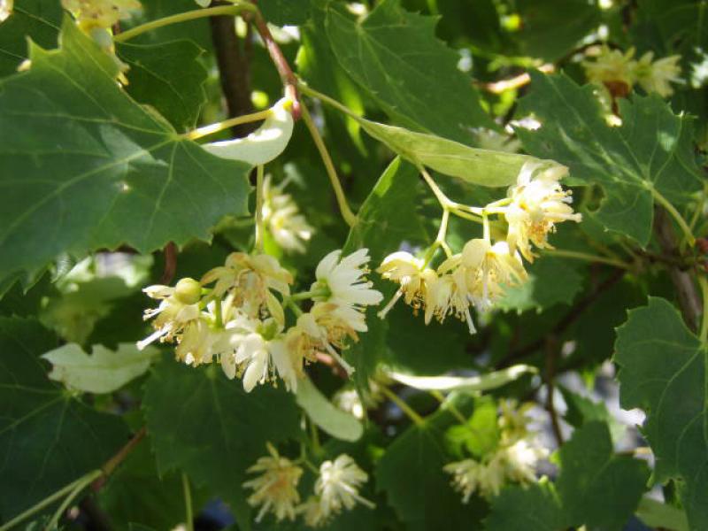 Die sommerliche Blüte von Tilia mongolica