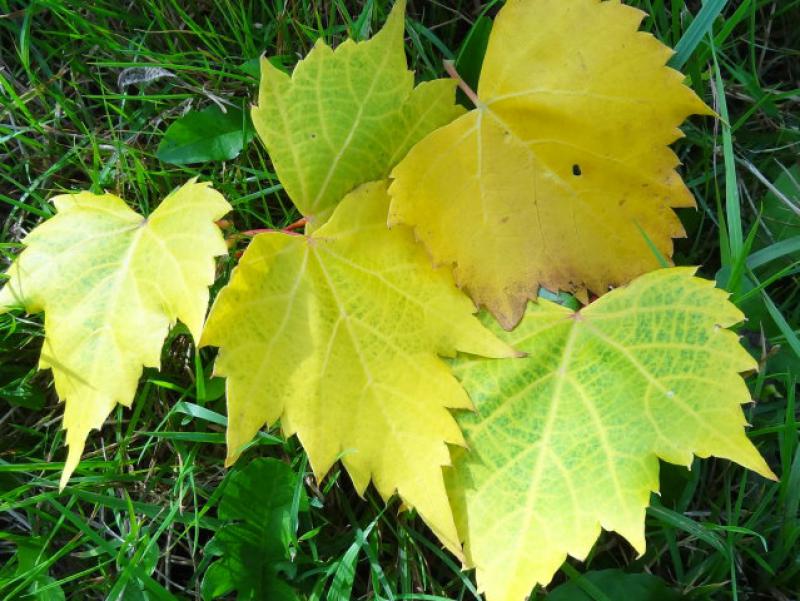 Tilia mongolica