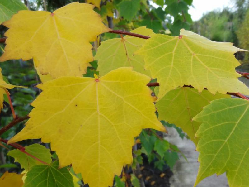 Mongolische Linde bekommt eine gelbe Herbstfärbung