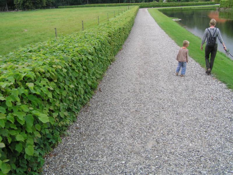 Sommerlindenhecke