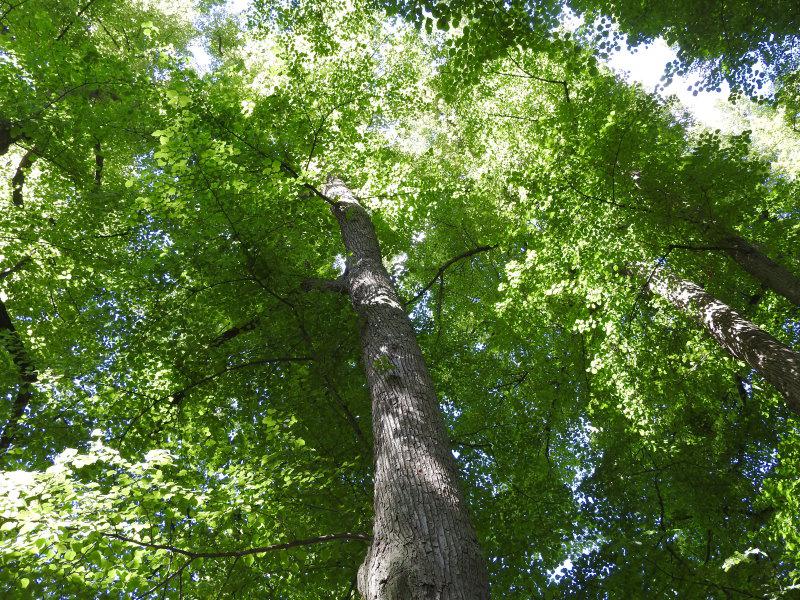 Hohe Krone der Tilia platyphyllos