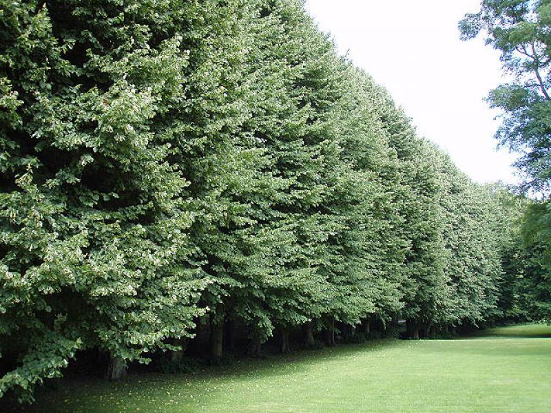 Sehr alte Allee aus großen Sommerlinden