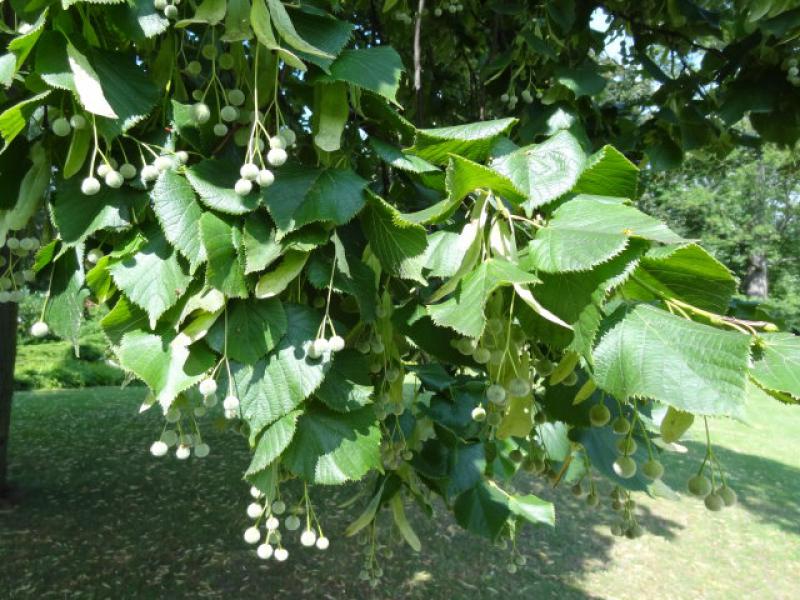 Tilia platyphyllos mit Früchten