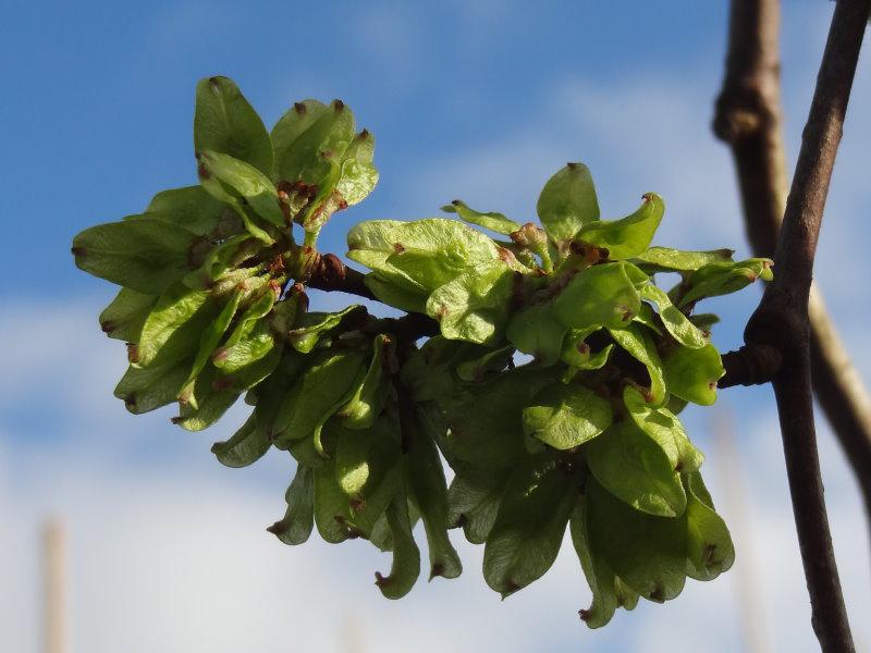 Grüne Früchte der Hängeulme im April.