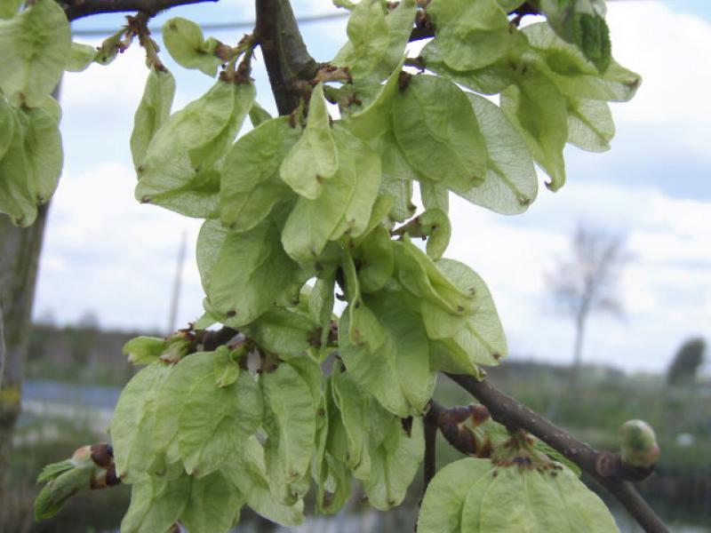 Trauerulme, Hängeulme, Laubenulme - Fruchtstand