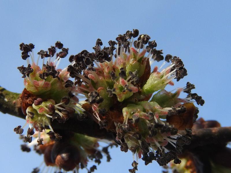 Bräunliche Blüten der Trauerulme/Hängeulme/Laubenulme