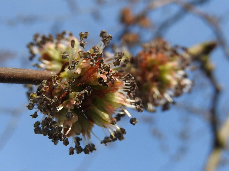 Die Trauerulme oder Hängeulme blüht im April.