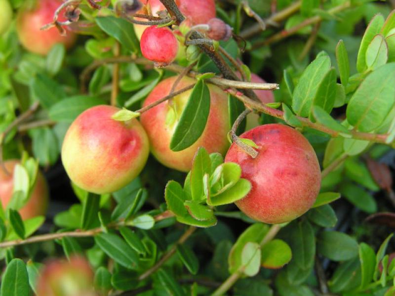 Cranberry, Großfrüchtige Moosbeere, Amerik. Moosbeere