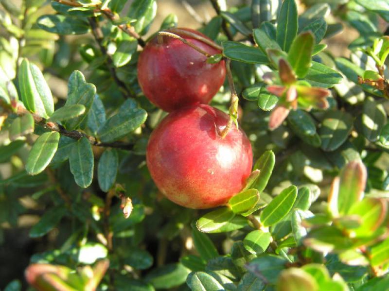 Cranberry, Großfrüchtige Moosbeere, Amerik. Moosbeere