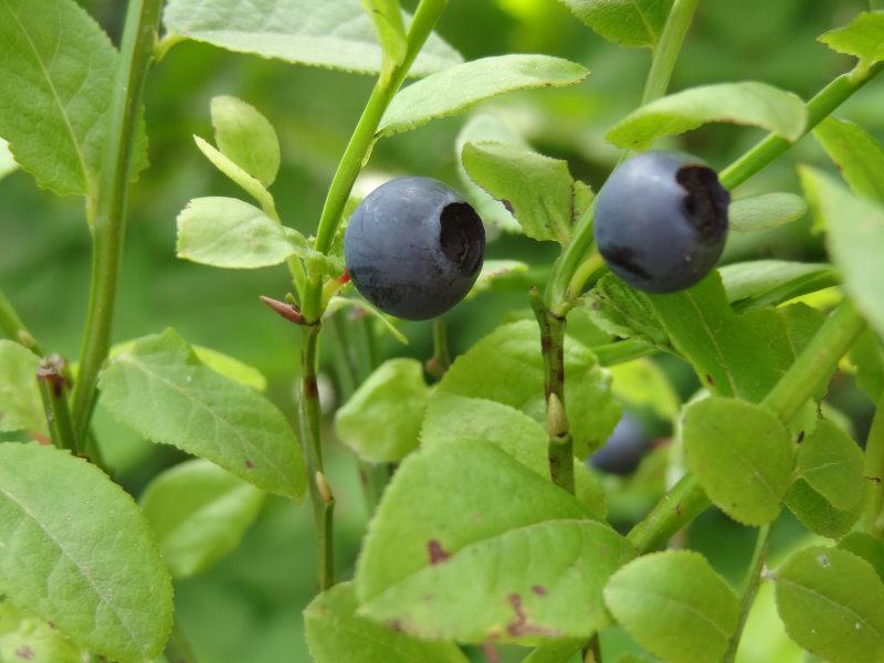 Früchte von Vaccinium myrtillus