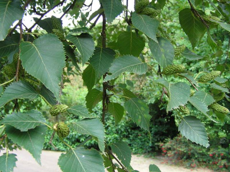 Laub und Früchte von Betula papyrifera