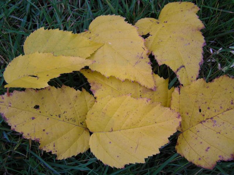 Herbstlaub der Papierbirke