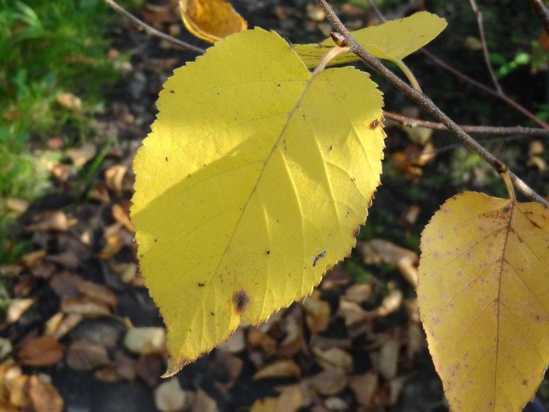 Schöne Herbstfärbung bei Betula papyrifera