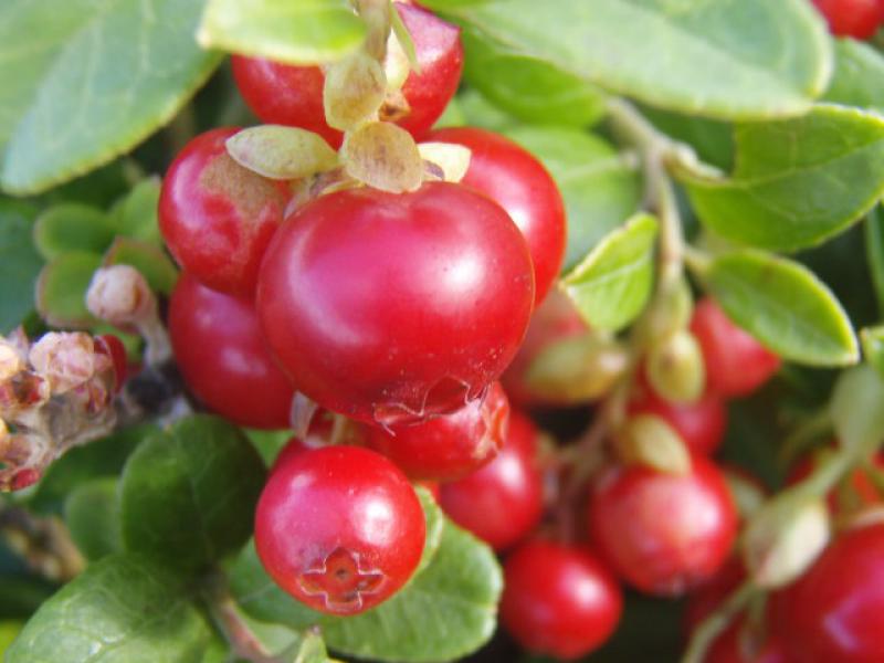 Vaccinium vitis-idaea