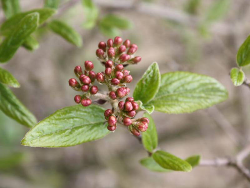 Rosa Knospen des immergrünen Duftschneeballs