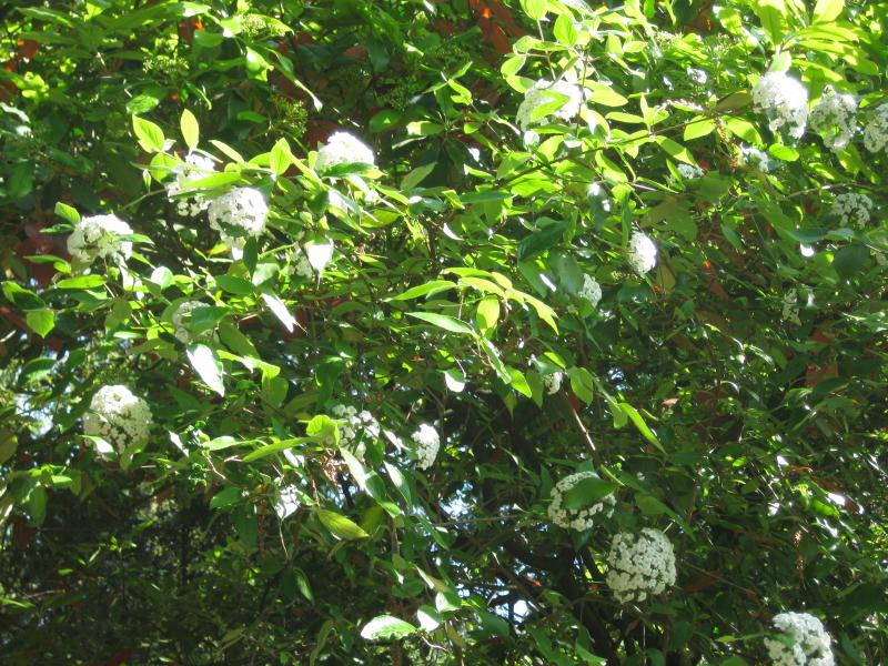 Weiße Blütenbälle des immergrünen Schneeballs