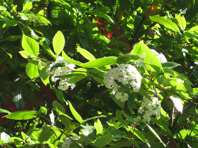 Leuchtend weiße Blüten - Osterschneball