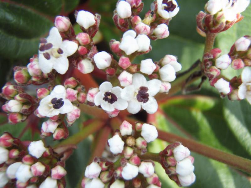 Viburnum davidii - die ersten zartrosa Blüten öffnen sich