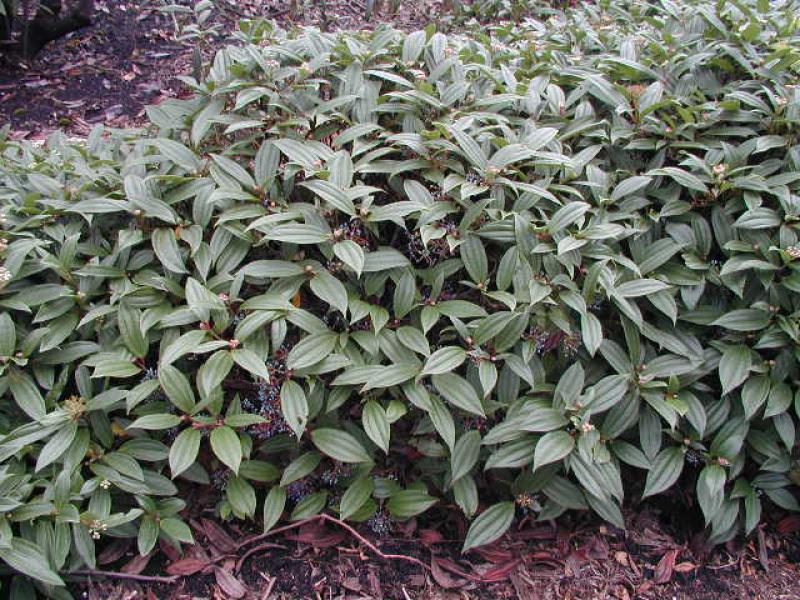 Viburnum davidii kann als immergrüner Bodendecker eingesetzt werden.