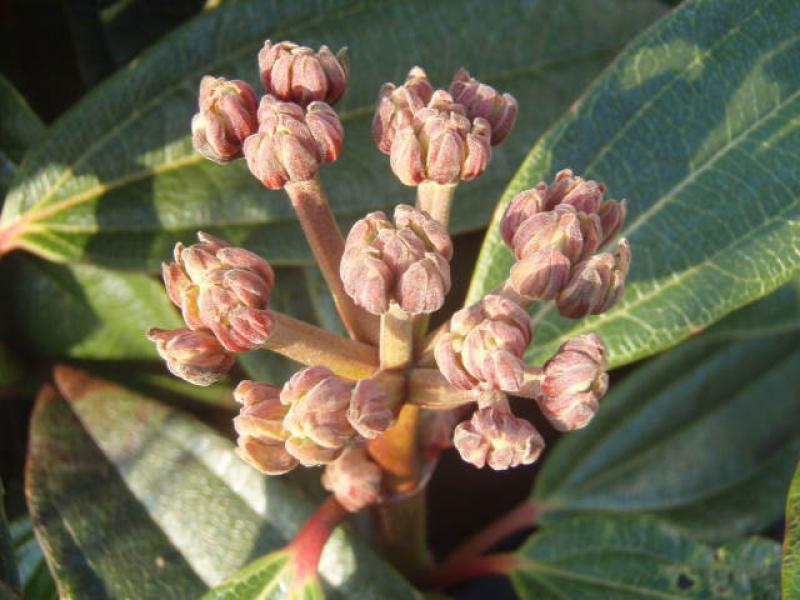 Blütenknospe von Viburnum davidii