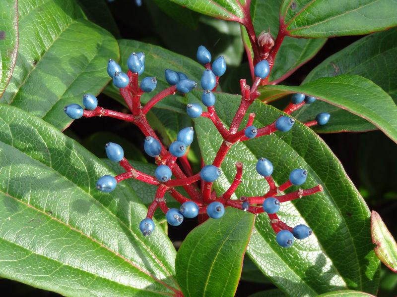 Blaue Früchte von Viburnum davidii