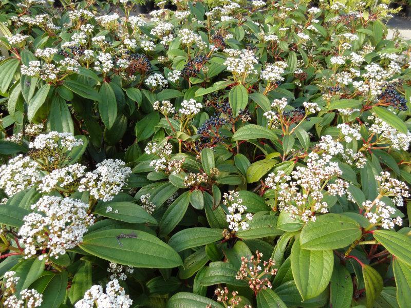 Rosaweiße Blüten des Kissenschneeballs